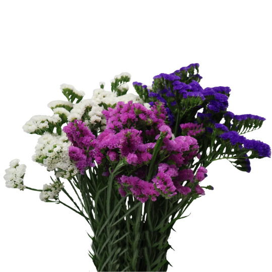 Flower Power - Home